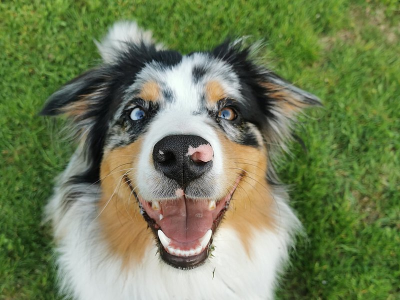 Bürohund Olaf