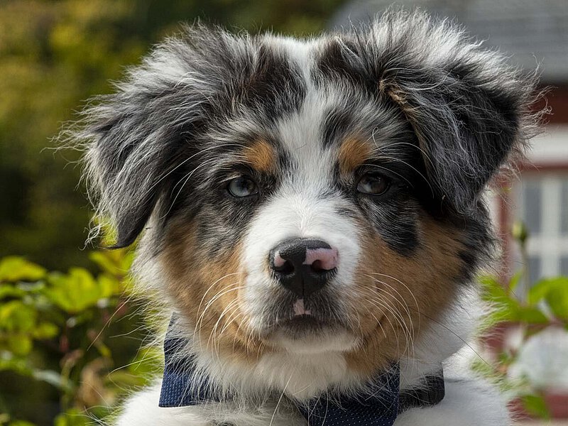 Bürohund Olaf